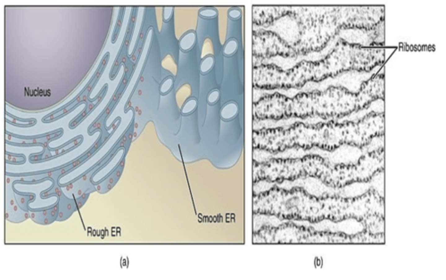 <p>What are ribosomes? What are they composed of (2)? what do they synthesize?</p>