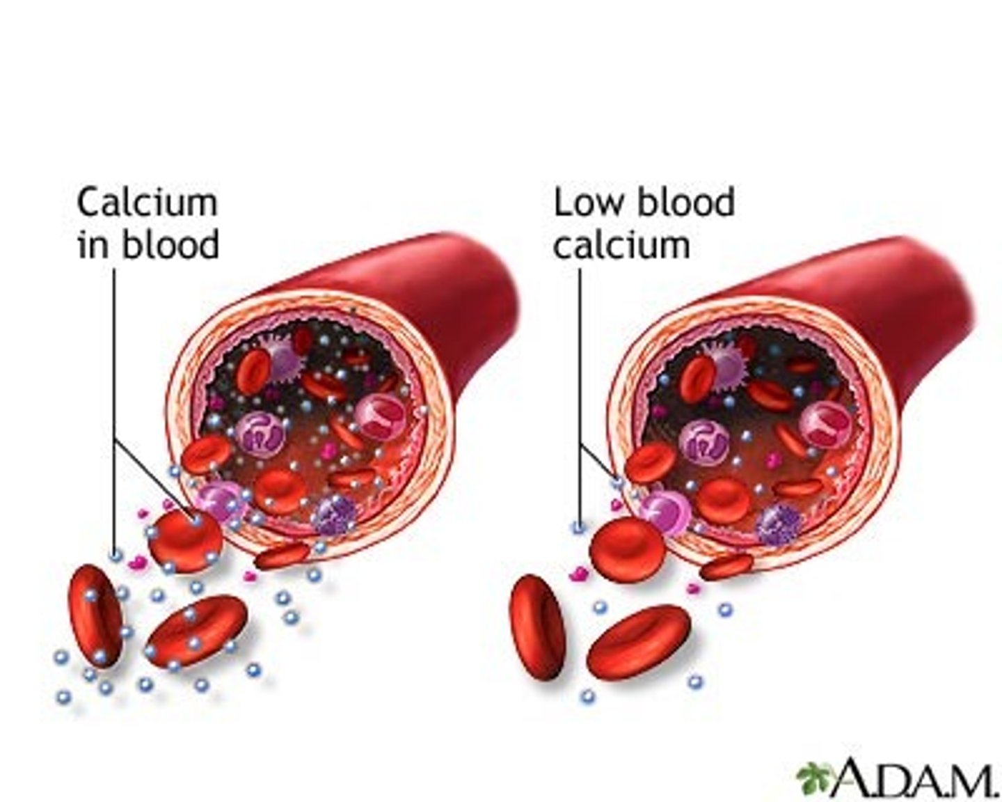 <p>Calcium minerals are needed for blood clotting</p>