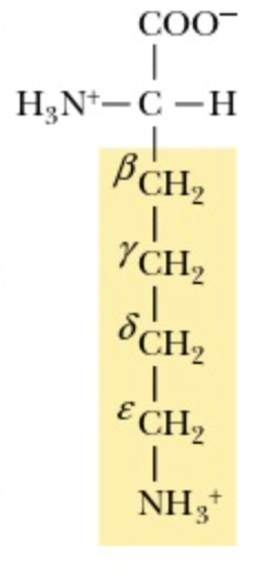 <p>Lysine</p>