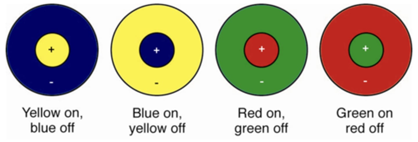 <p>- Receive input from cones (differentially sensitive to different wavelengths) and are sensitive to colour.</p><p>- Colour-sensitive retinal ganglion and LGN neurons have receptive fields that show centre-surround colour opponency.</p><p>- Colour opponents either between yellow and blue, or red and green (e.g. when blue presented in periphery of receptive field, firing right is inhibited and where yellow presented in centre, firing rate increased → opposite effects when other way around: same for red and green).</p><p>- Colour opponency along with firing-rate adaptation (rebound effects) can explain negative afterimages.</p>