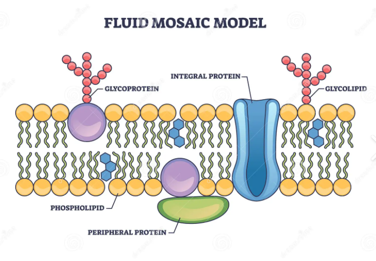 <p><span style="font-family: "Open Sans", sans-serif; line-height: 115%;"><strong><span>Fluid mosaic model of membranes</span></strong></span></p>