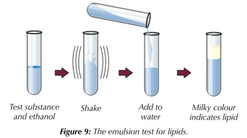 Called the emulsion test
~ Shake the test substance with ethanol and then pour into water
~ Any lipids present will show up as a white emulsion
~ The greater the presence of emulsion means more lipids present