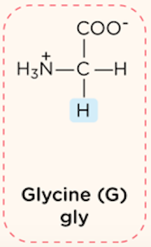 <p>nonpolar, aliphatic R group</p>