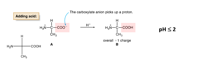 <ul><li><p>when pH is low (or acidic), the carboxylate anion gains a proton</p></li><li><p>+ 1 charge</p></li></ul>