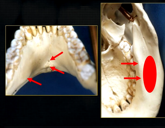 <p>mandible varies in cross sectional thickness </p>