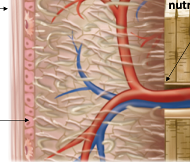 <p>Part of the periosteum: Contains osteoprogenitor cells, osteoblasts, osteoclasts </p><p></p>