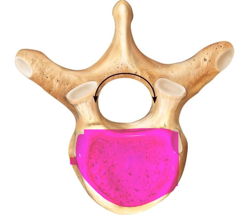 <p>What structure of the vertebra is this? </p>