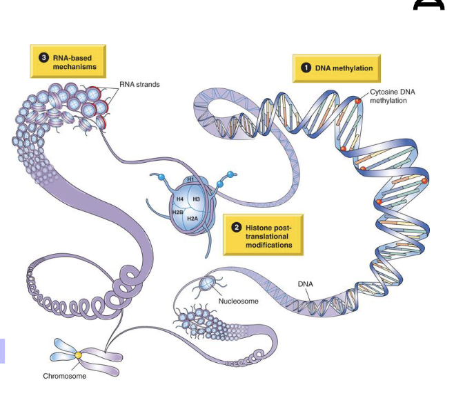 <p>Biochemical changes that affect gene expression without altering the DNA sequence.</p><p></p><p>DNA methylation, Histone modifications, microRNA</p>
