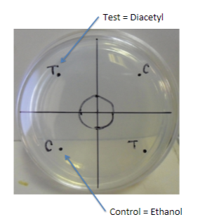 * Notice the precise layout of the plate.
  * Necessary to set up uniform gradients of chemical.
* Must was worms several times.
  * **Bacteria will compete.**
* Spot worms and attractant the same way from plate to plate.