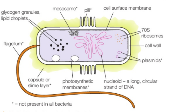 <p>what do all bacteria have</p>