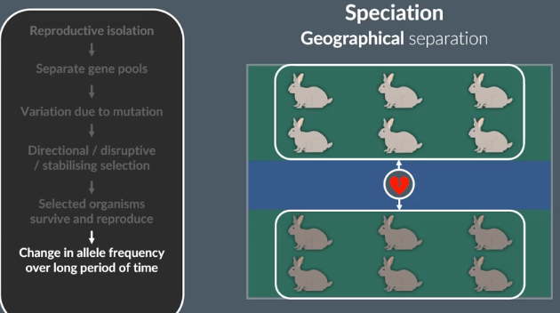 <p>gene pools</p><p>random mutation</p><p>allelle frequencies</p><p>interbreed </p><p>fertile</p><p>species</p>