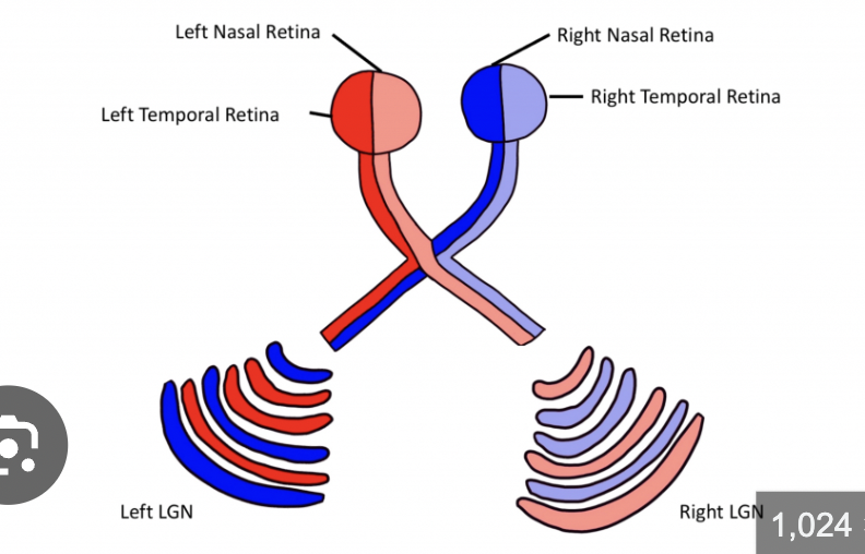 <p>Optic chiasm</p>