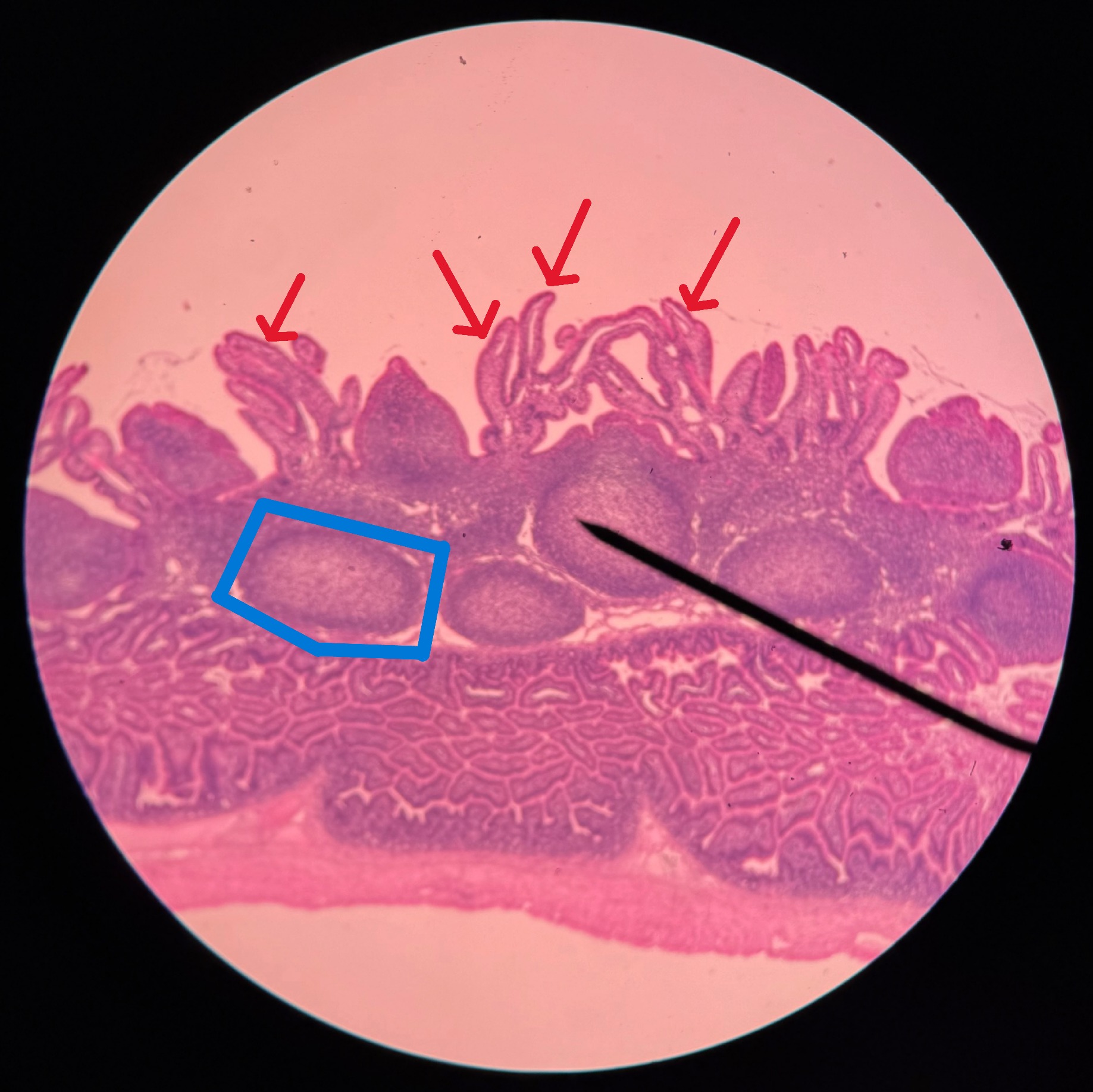 <p>Organ?</p><p>Region?</p><p>Large round purple structure?</p><p>Finger-like structures pointed by red arrows?</p><p>Cells at base of crypts?</p>