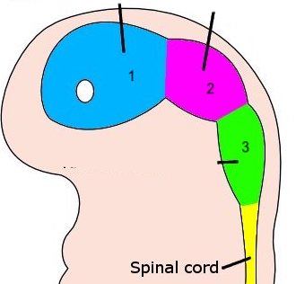prosencephalon