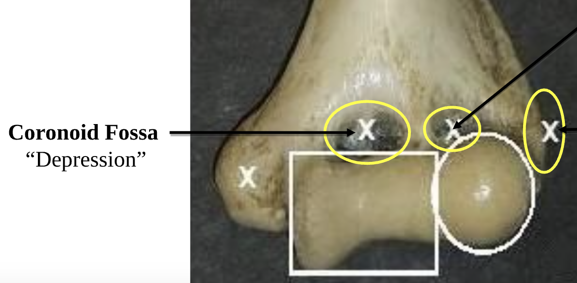 <p>Coronoid Fossa </p>