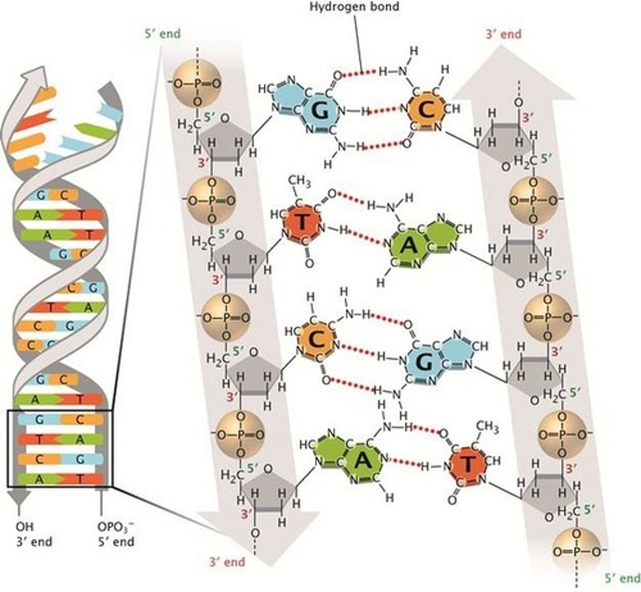 <p>composed of 2 polynucleotide chains that run in opposite directions and held together by H bonds between bases</p>