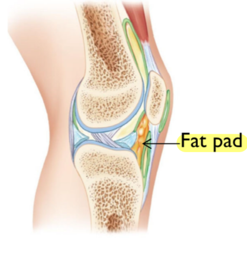 <ul><li><p>mass of adipose tissue</p></li><li><p>cushion and protect joint structure</p></li></ul><p></p>