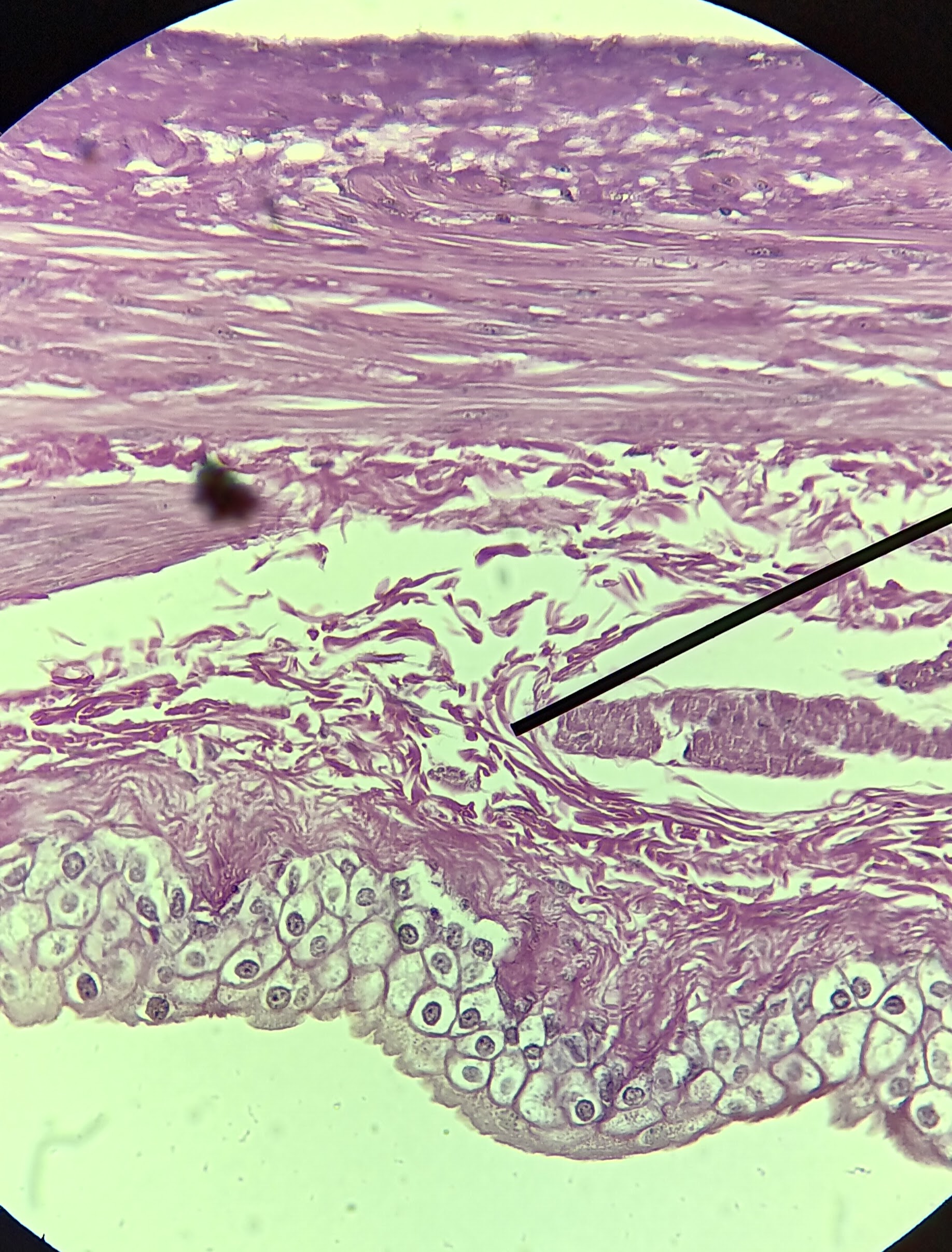 <p>what organ</p>