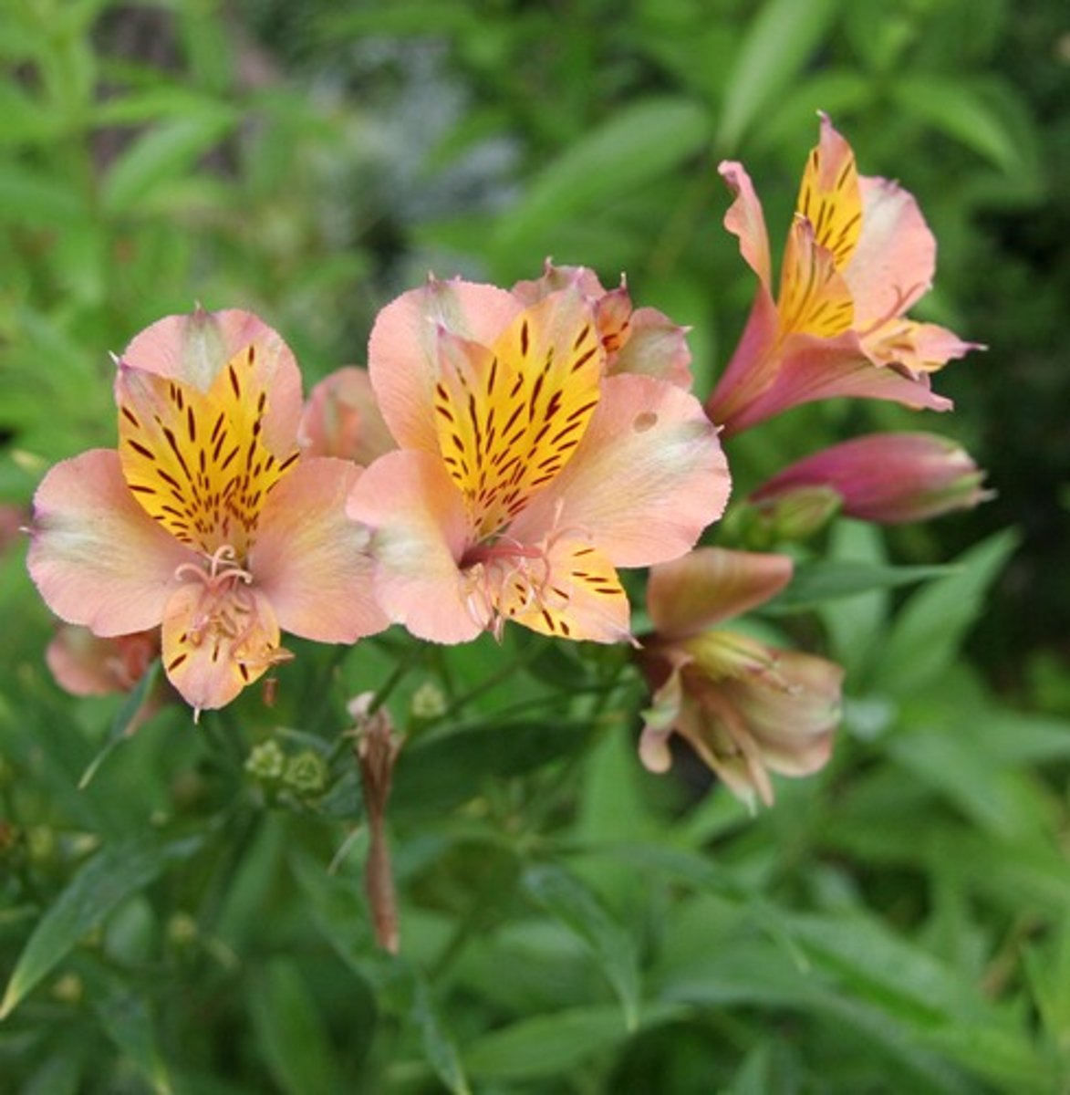 <p>Alstroemeria; Mass</p>