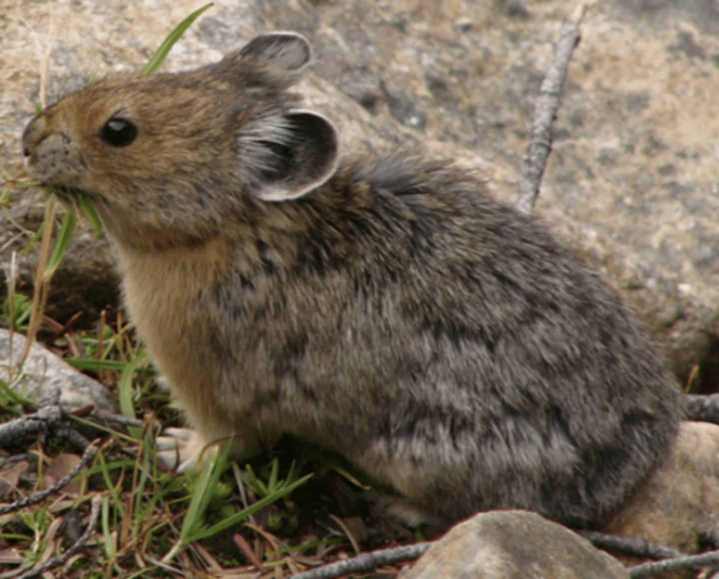 <p>Name, habitat, range</p>