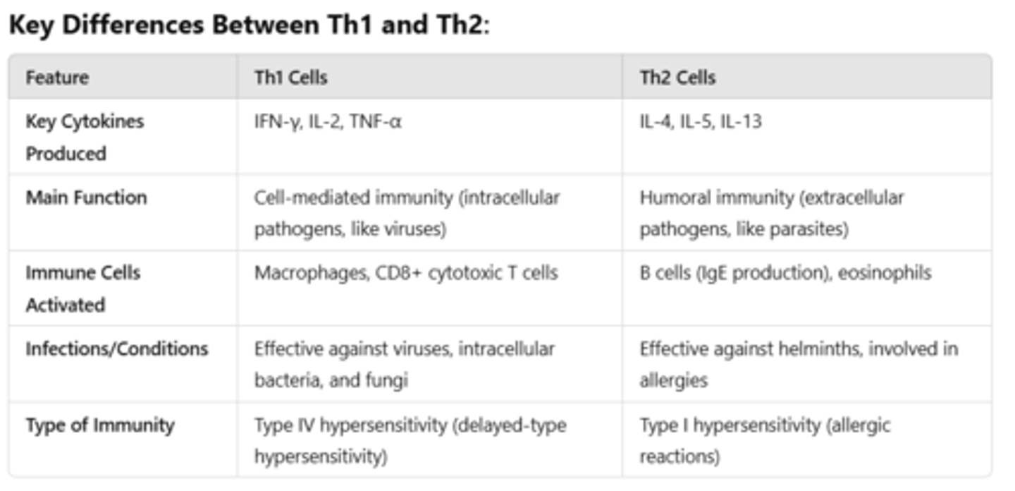 <p>Type IV hypersensitivity is a cell-mediated immune reaction, also called delayed-type hypersensitivity (DTH), </p><ul><li><p>where T cells (not antibodies) mediate the response by encountering the foreign antigen and recruiting macrophages and neutrophils as part of a cell-mediated inflammatory response that causes harm to the body's own healthy cells as a side effect, which which takes time to occur (delayed response):</p></li></ul><p>- T helper cells (CD4+ Th1 mostly) recognize antigens presented by antigen-presenting cells (APCs) MHC II.</p><p>- Th1 release cytokines, which recruit more innate immune cells like macrophages (primarily) and CD8+ cytotoxic T cells.</p><p>-persistent stimulation of immune response</p><p>Occurs within days to weeks (but typically within 48-72 hours).</p>