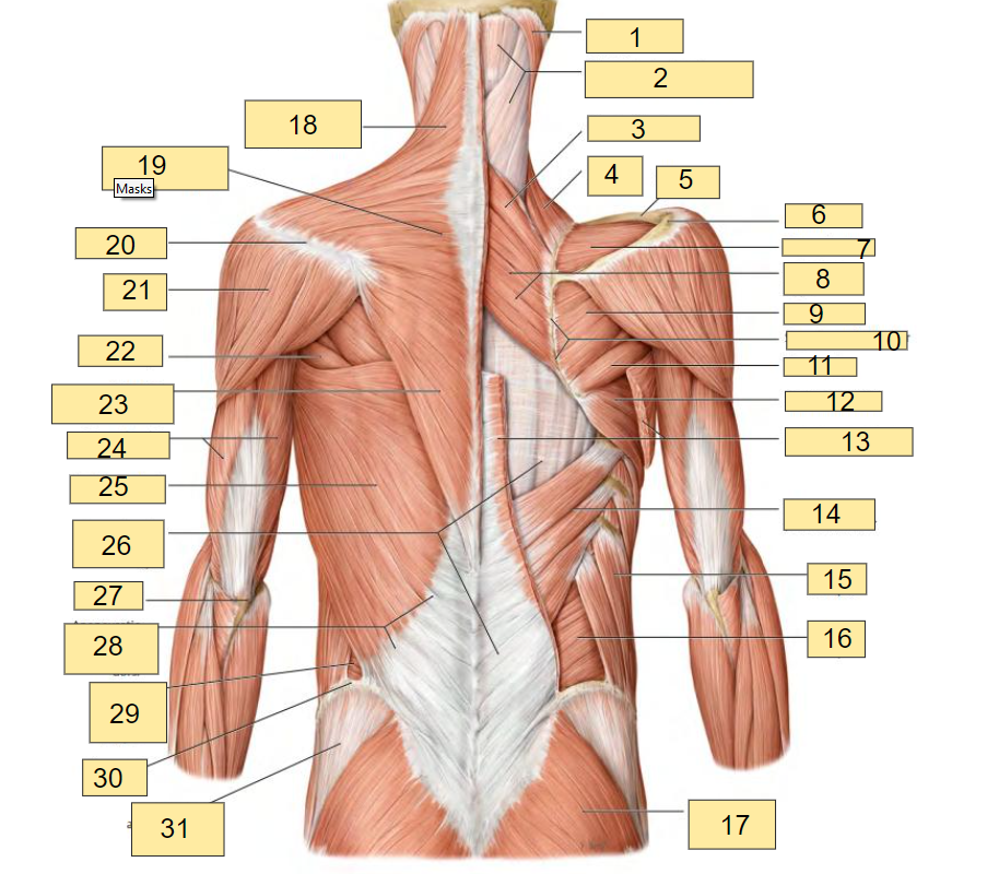 <p><strong><u>Fig 3.1: Posterior View: Superficial Extrinsic Muscles of the Back</u></strong></p><ul><li><p>Removed: Trapezius and Latissimus dorsi (right)</p></li><li><p>Revealed: Thoracolumbar fascia</p></li></ul><p></p><p>What is labeled in<strong> box #20?</strong></p>