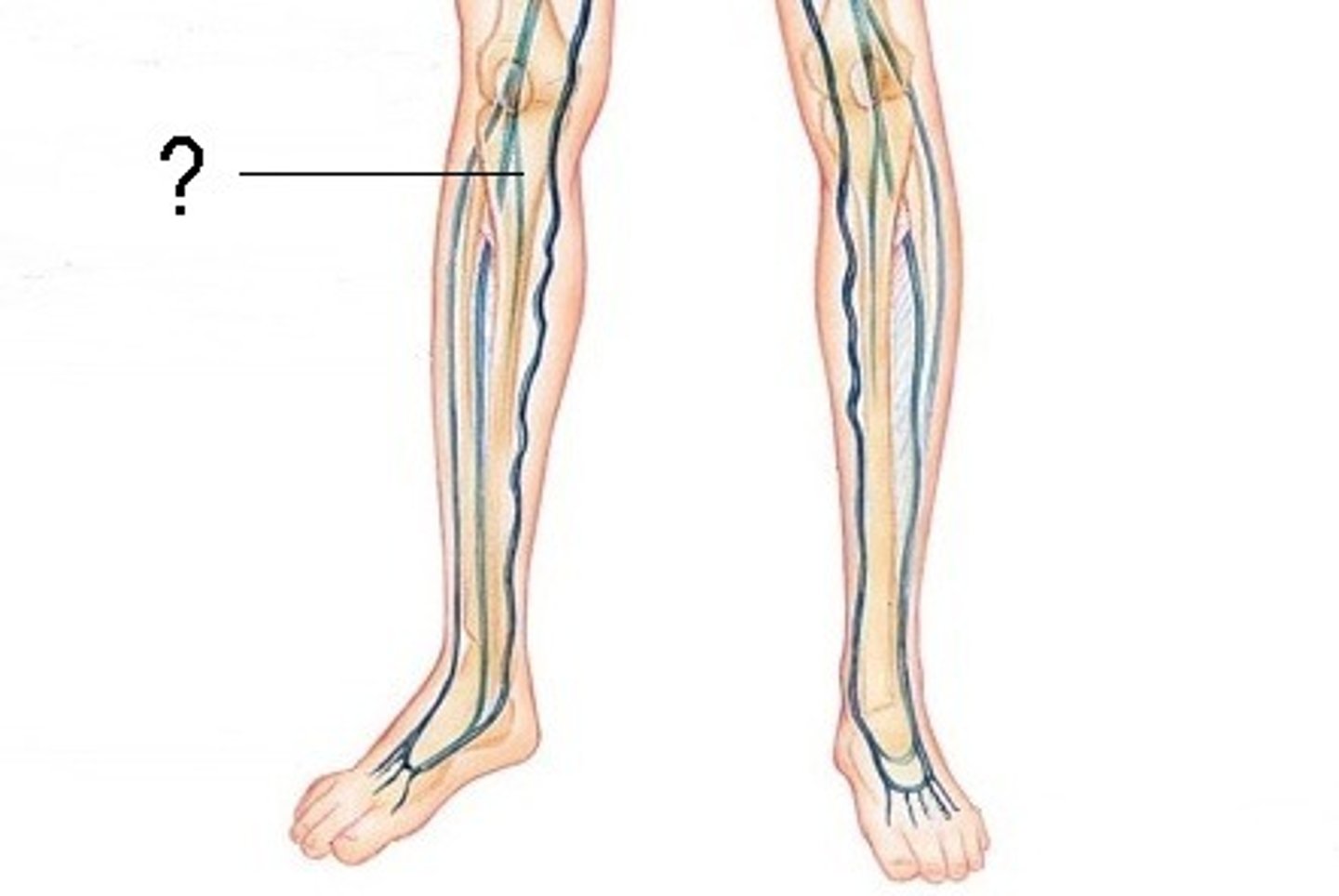 <p>Area drained: Posterior leg muscles</p><p>Drains into: Popliteal vein</p><p>Relationship: Passes down the entire length of the posterior leg</p>