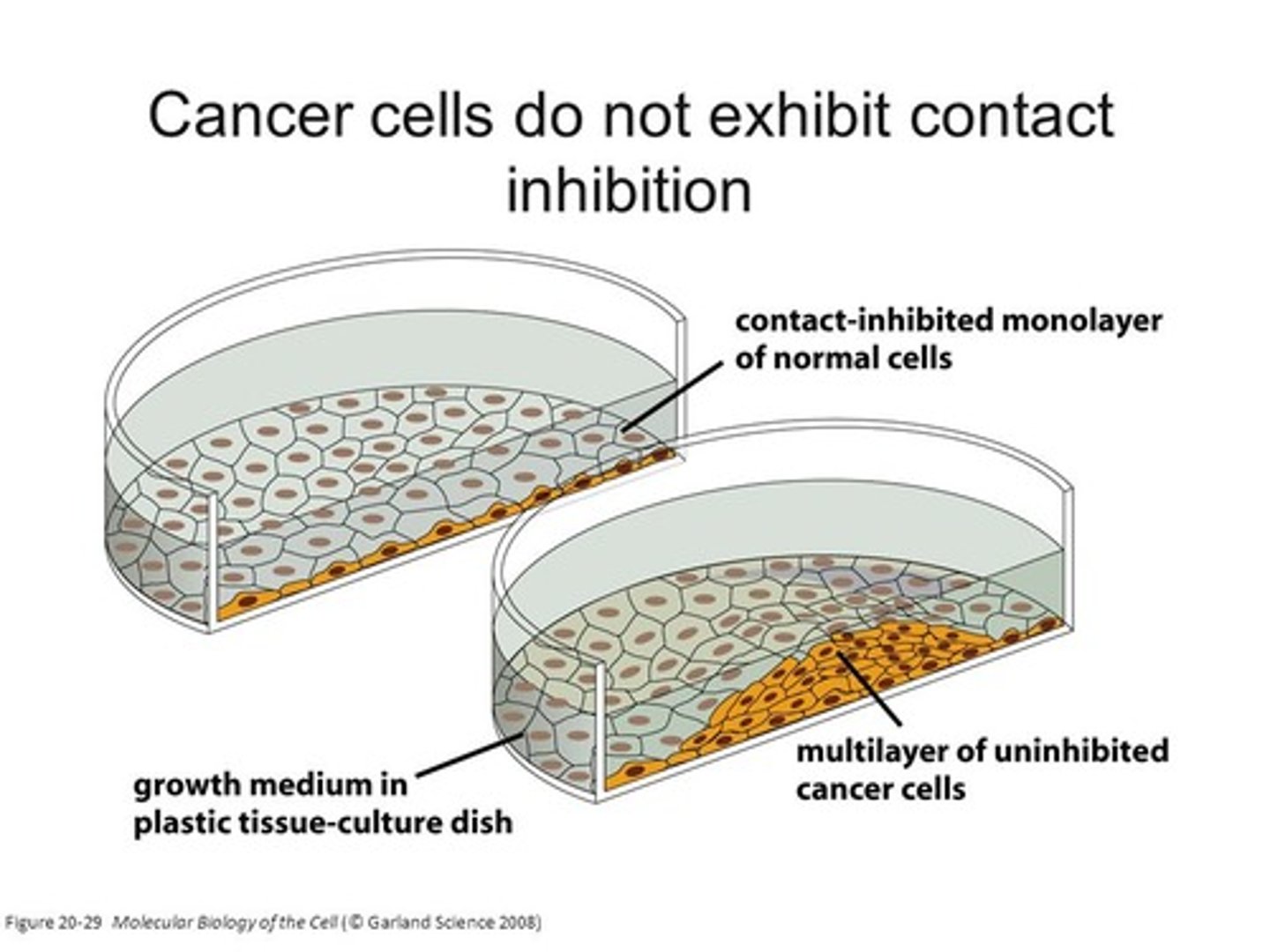 <p>Without Contact Inhibition, Cancer would likely result. Contact Inhibition is a mechanism by which cells know to stop dividing due to their contact with many surrounding cells.</p>