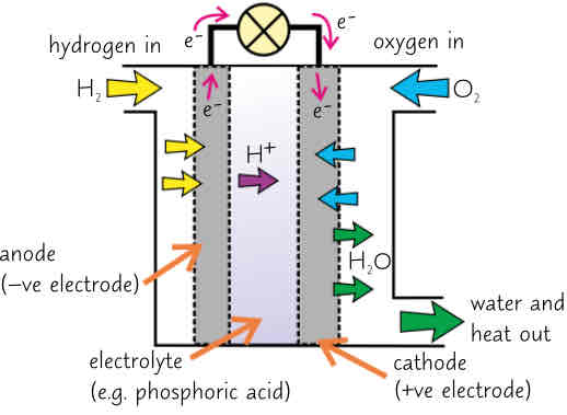 <ul><li><p>electrolyte is often an acid (phosphoric acid). Electrodes r often porous carbon w a catalyst</p></li><li><p>hydrogen goes into anode compartment &amp; oxygen goes into cathode compartment (electrolysis)</p></li><li><p>at -ve electrode (anode), hydrogen loses electrons to produce H^+ ions → oxidisation</p></li><li><p>H^+ ions in electrolyte move tk cathode (+ve):</p><p>H_2 → 2H^+ + 2e^-</p></li><li><p>at +be (cathode) oxygen gains electrons from cathode &amp; reacts w H^+ ions (from acidic electrolyte) to make water → reduction</p><p>O_2 + 4H^+ + 4e^- → 2H_2O</p></li><li><p>electrons flow through external circuit from anode to cathode → electric current</p></li><li><p>overall reaction is hydrogen + oxygen which gives water:</p><p>2H_2 + O_2 → 2H_2O</p></li></ul>