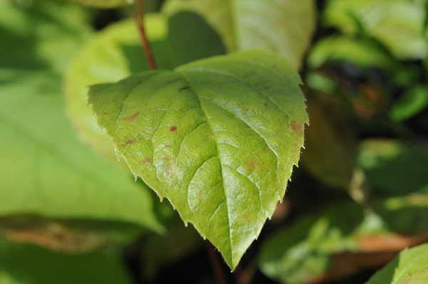 <p><em>Stewartia ovata</em></p>
