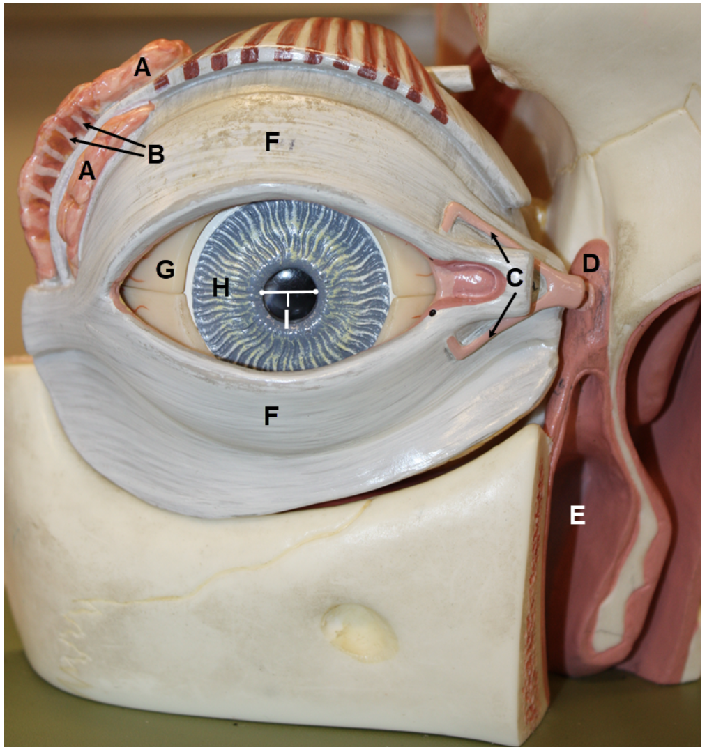 <p><span><span>In the image above, identify structures A-H, and opening I.</span></span></p>