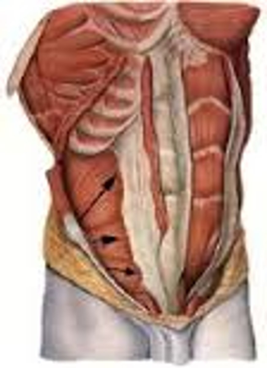 <p>anterior, deep to external oblique, fibers run up and in</p>
