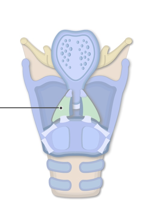 <p>The cartilages that sit on top of the cricoid cartilage and play a crucial role in vocal cord movement are known as the <strong><em></strong></em>__.</p>