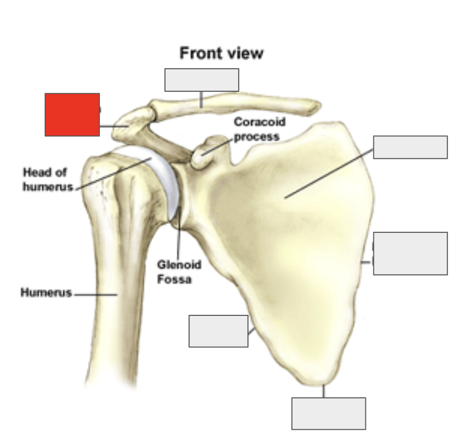 <p>Name the covered bone</p>