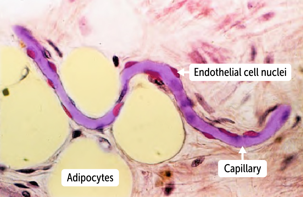 <p>Capillaries are only one cell layer thick (to increase diffusion capacity. They have only a tunica intima, histologically, they show only an endothelium and the associated basement membrane.</p>