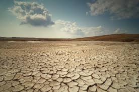 <p>Why do desert soils appear crusty?</p>