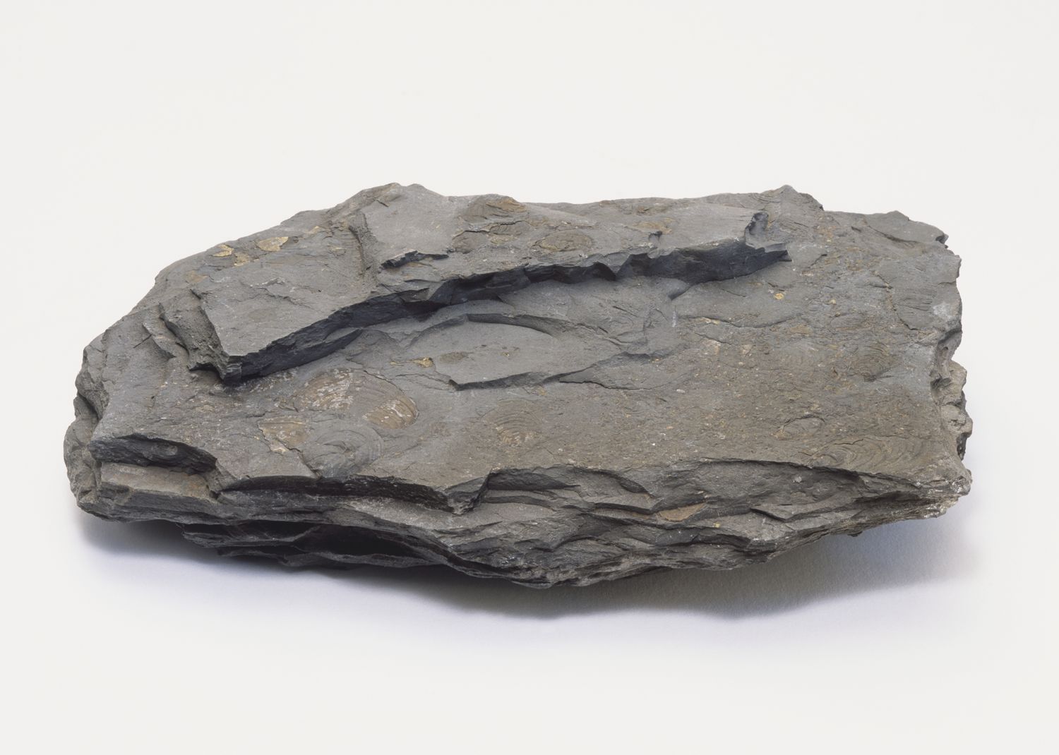 <p>Detrital, mud grain, rounded</p>