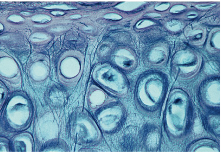 <p>Elastic Cartilage</p>