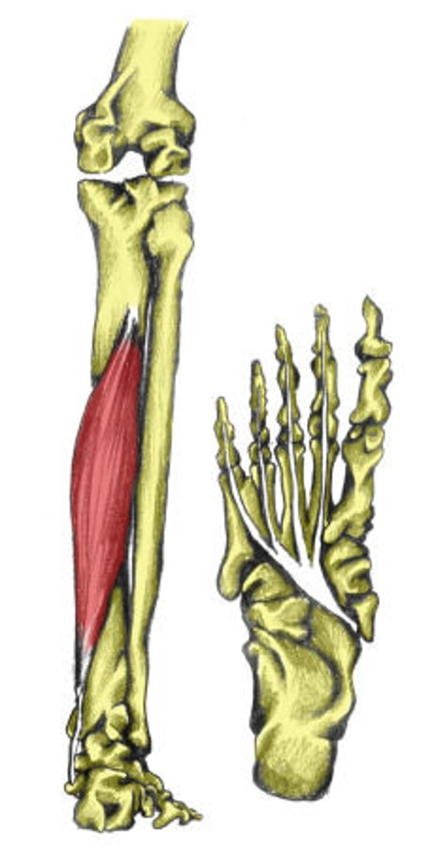 <p>Origin: Posterior surface of tibia</p><p>Insertion: Distal phalanges of toes 2-5</p><p>Action: Flexes all joints of toes 2-5, plantarflex and invert</p><p>Innervation: Tibial Nerve</p>