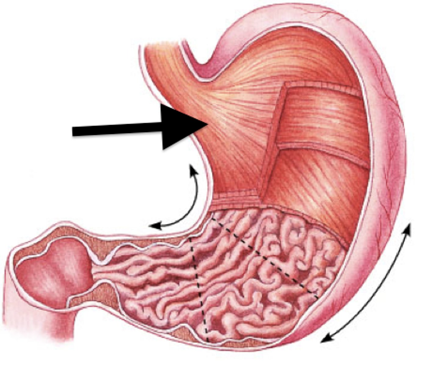 <p>Name the muscle of Stomach</p>