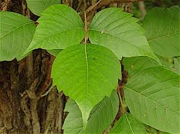 <p>Identify this species</p>