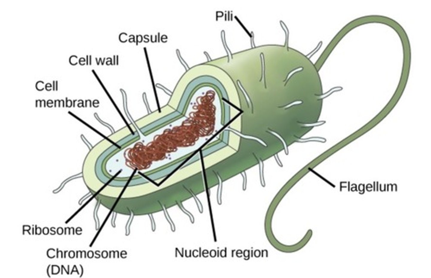 <p>Synthesis, modification, and transport of proteins. Specifically, proteins that are destined for the secretory pathway; Proteins that are either secreted, destined to the plasma membrane, or to the golgi, ER, or lysosome. Polypeptides made at ribosomes at the rough ER are inserted into the ER lumen.  In the ER the proteins are folded and modified by various enzymes. Some proteins are also glycosylated in the ER (This is the process of attaching. Carbohydrates to the proteins, resulting in glycoproteins. </p>