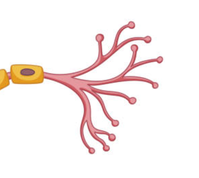 <p>the ends of the axon containing <strong>terminal buttons</strong>. it converts electrical signals into chemical ones</p><p>the<em> </em><mark data-color="yellow">“roads”</mark><em> </em>that allow a neuron to communicate with other neurons</p>