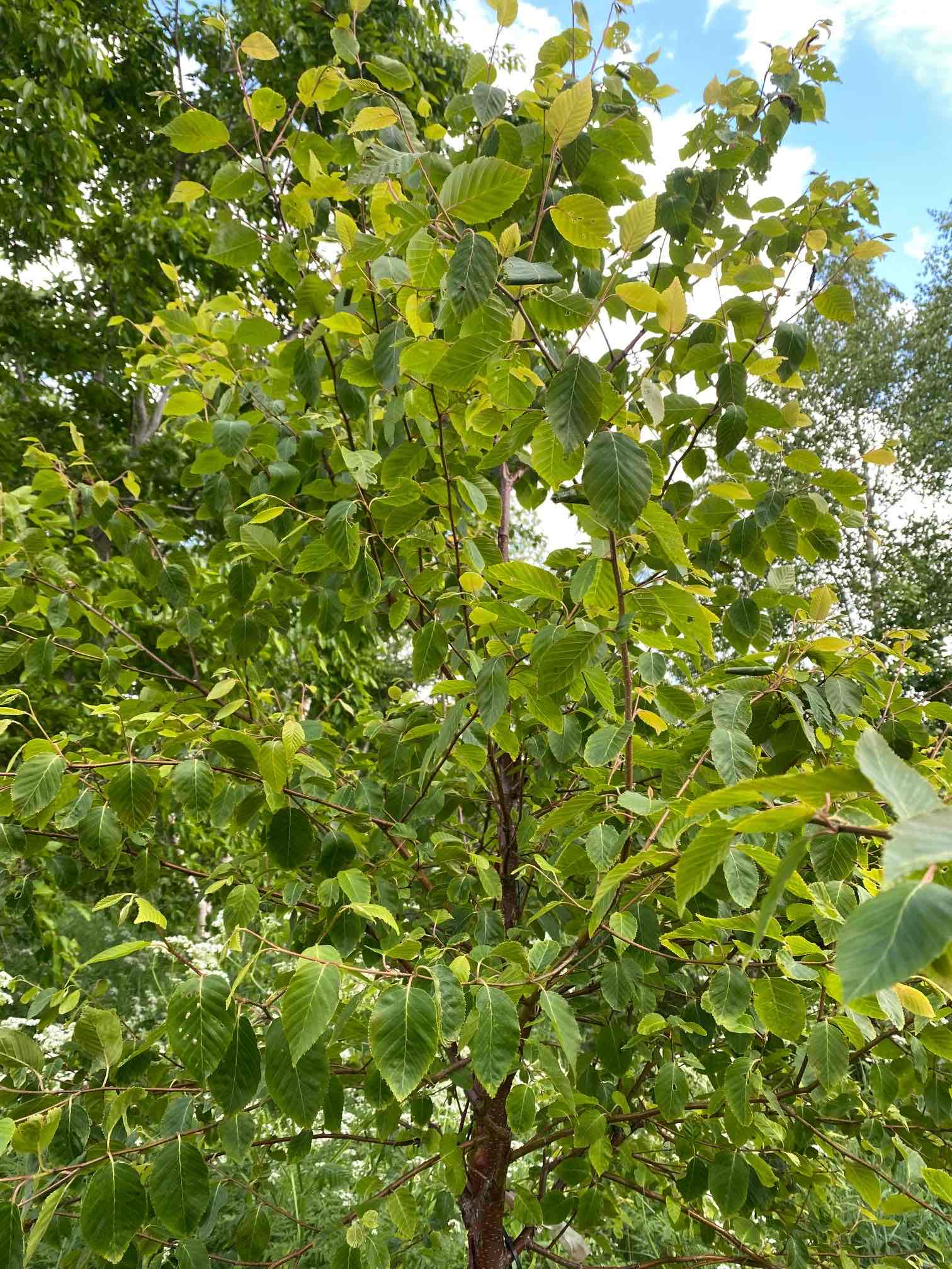 <p>Betula albosinensis</p>