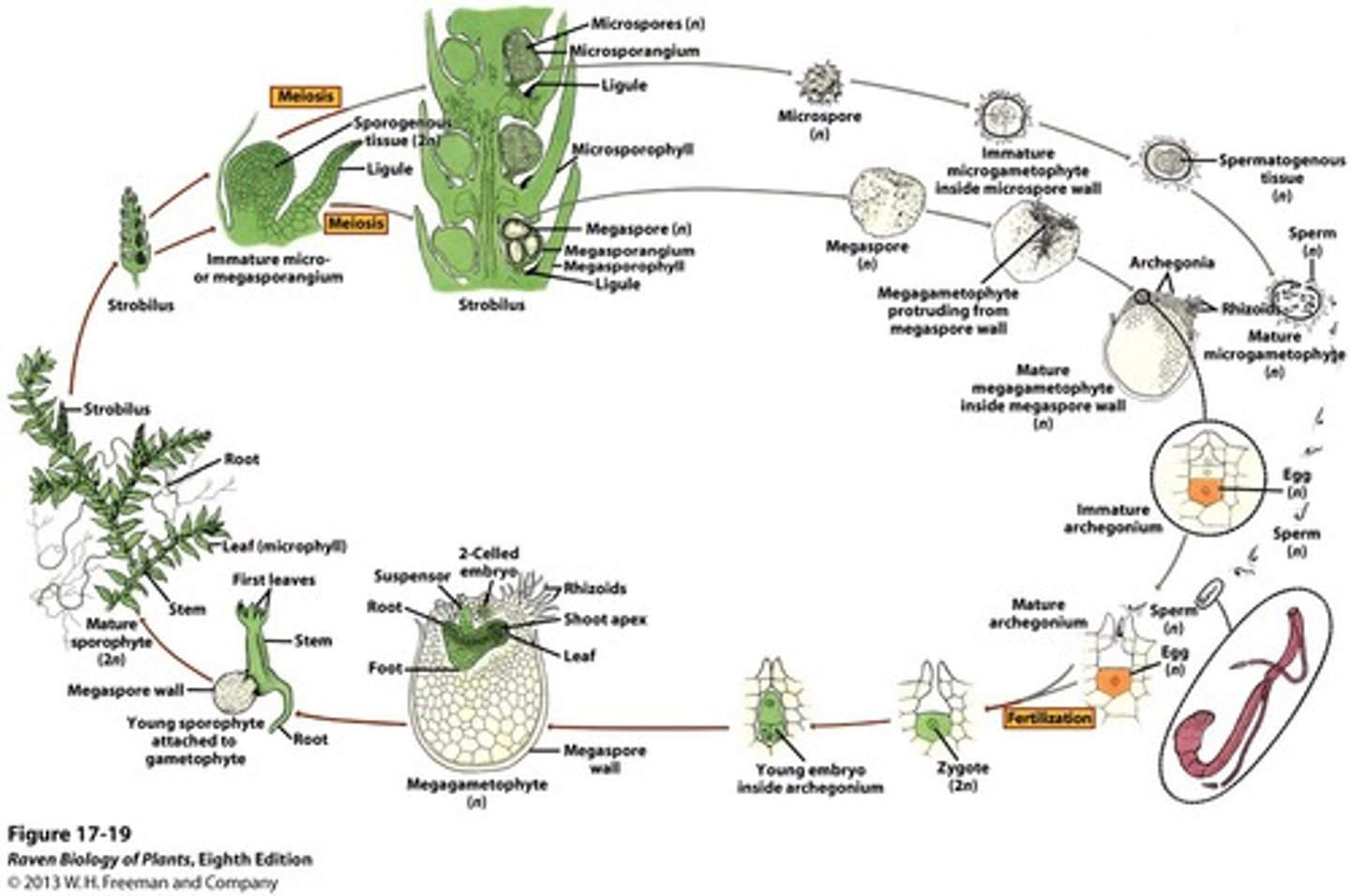 <p>heterosporous (unisexual), strobili w/ sporophylls, sporophyte independent of male/female gametophytes, water needed for fertilization (!sporophyte dominant generation!)</p>