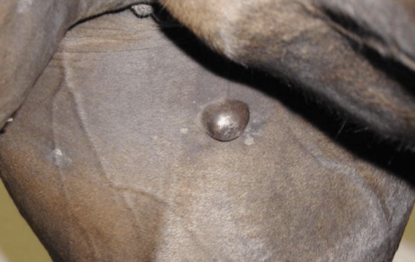 <p>What kind of sarcoid is this?</p>