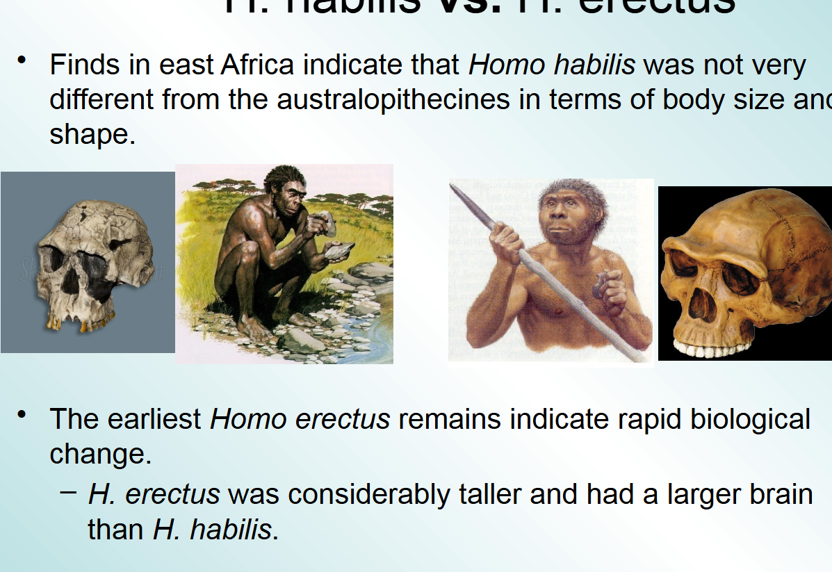 <p>H. erectus was considerably taller and had a larger brain than H. habilis</p>