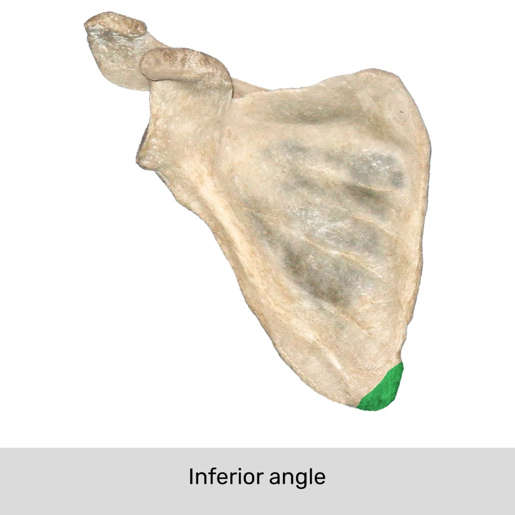 <p>Landmark Name:</p>