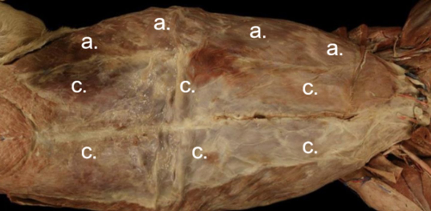 <p>Abdominal cavity muscles:</p><p>c</p><p>Origin: xiphoid process</p><p>Insertion: as prepubic tendon on the pecten of the pubis</p>