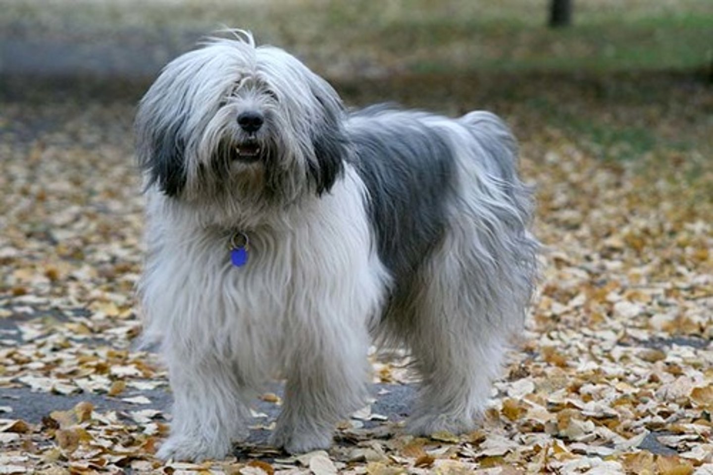 <p>Confident, Clever, Lively</p><p>AKC Breed Popularity: Ranks 169 of 194</p><p>Height: 18-20 inches (male), 17-19 inches (female)</p><p>Weight: 30-50 pounds</p><p>Life Expectancy: 12-14 years</p><p>Group: Herding Group</p>